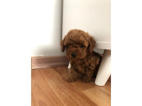 Toy poodle red brown