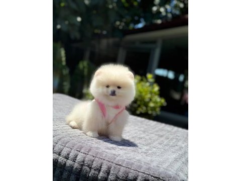 Yavru pomeranian boo köpeği