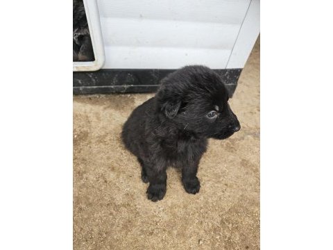 Ankara - orjinal german shepherd working line