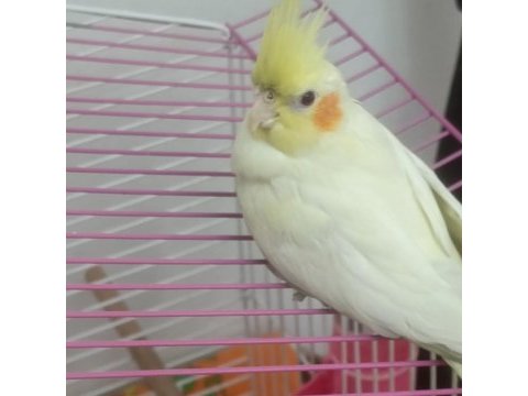 Lutino erkek 5 aylık sultan papağanı