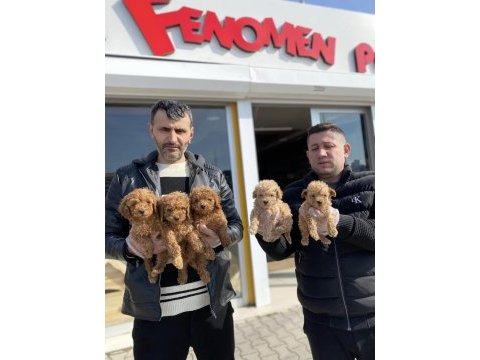 Renk renk orjinal toy poodle yavrulr ankara mağazamzda
