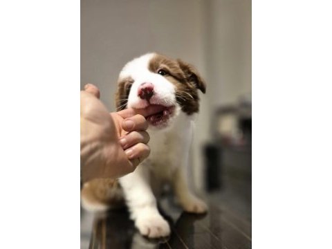 Showline border collie yavrumuz