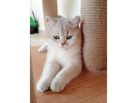 Şecereli golden erkek british shorthair kedime eş arıyorum