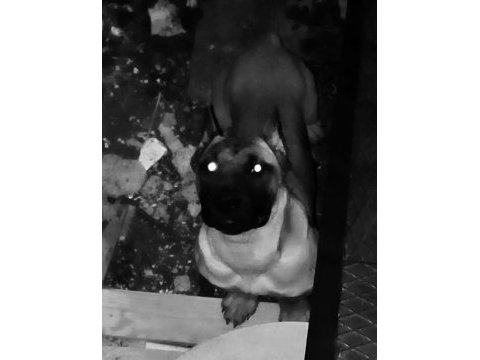 7 aylık presa canario
