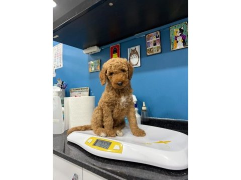 Dev poodle erkek