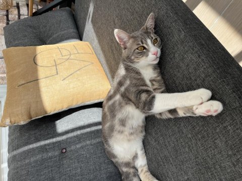 Acil yuva aşılı kısır 7 aylık kedimiz