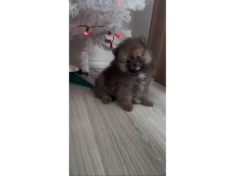 Evde büyümüş pomeranian yavruları