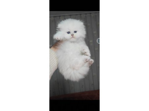 British longhair kedisi