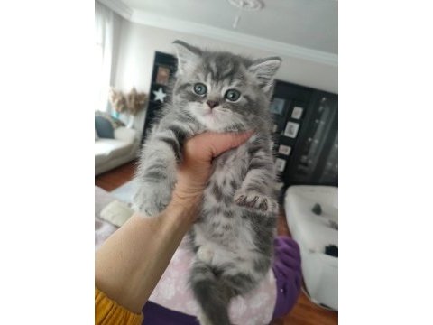 British shorthair silver tabby