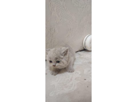 British shorthair minikler