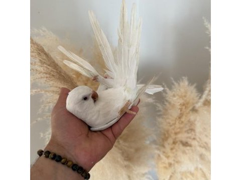 8 aylık albino monk papağanı