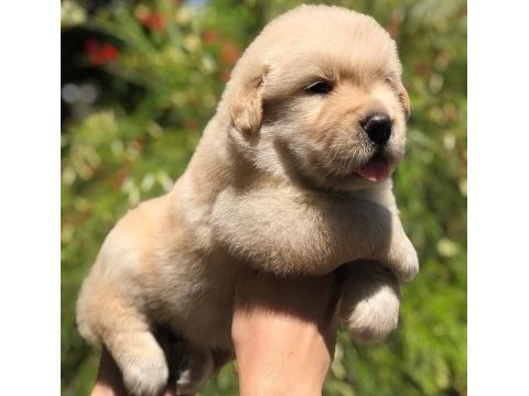 Golden retriever cinsi puppies