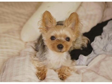 Gold silver renk yorkshire terrier