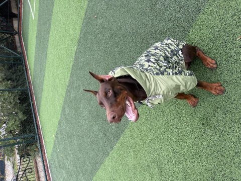 Balthazarın torunu şecereli doberman