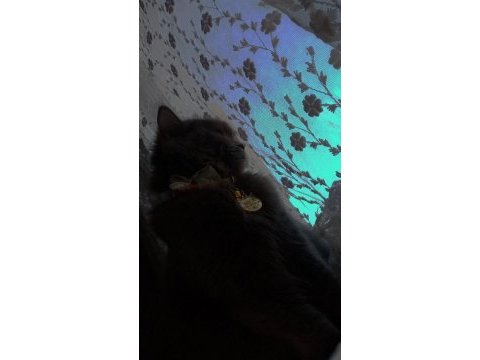 İhtiyaçtan veriyorum british longhair