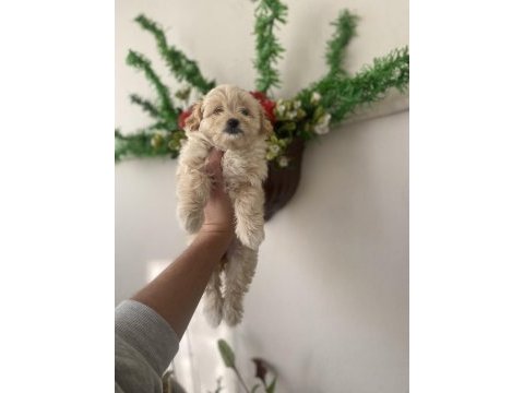 Maltipoo bebek yeni yuvasını arıyor