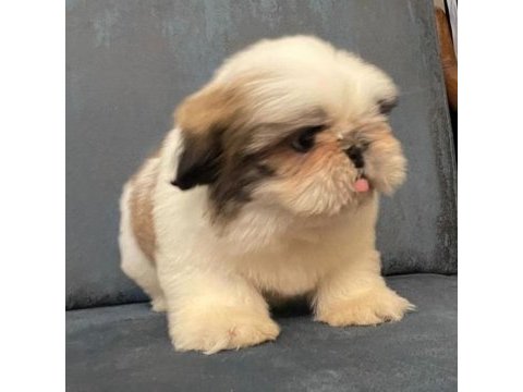 Muhteşem erkek shih tzu yavru