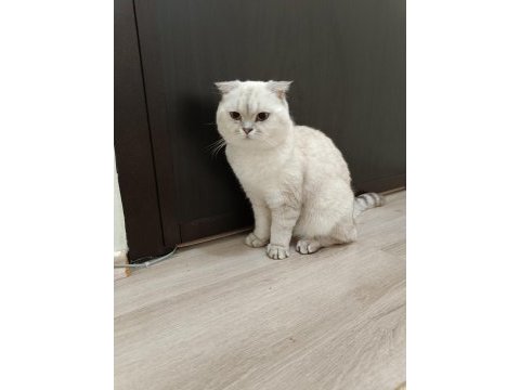Eş ilanı scottish fold silver point oğlum