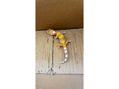 Kalp desenli leopard gecko