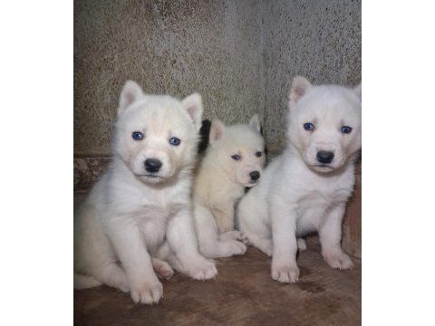 Kar beyaz mükemmel husky yavrularımız