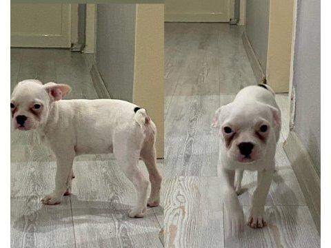 3 aylık safkan french bulldog bebekler