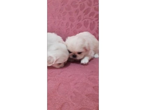 Imperial pekinez köpeği