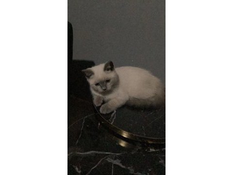 British shorthair blue point dişi