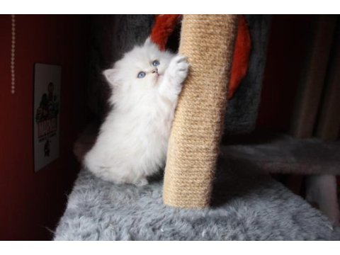 6 kardeş british longhair yavrular yeni ailelerini arıyor