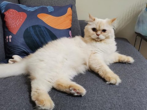 5 yaşında kısırlaştırılmış british longhair