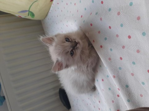 2 aylık british shorthair