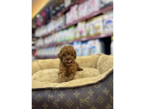 Toy poodle dişi yavrumuz teacup