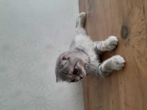 3 aylık scottish fold yavrumuz tuvalet ve mama eğitimlidir