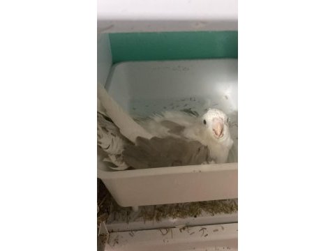Kaliteli uygun garantili sultan papağanları