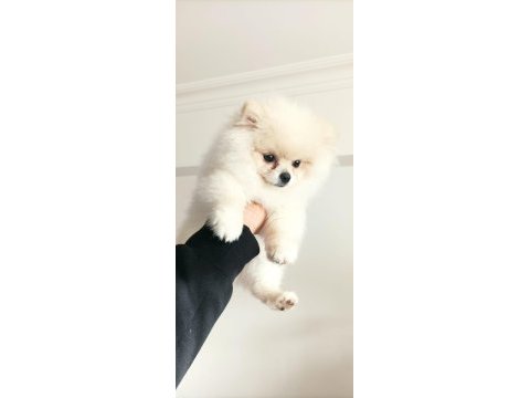 Pomeranian teacup 4 aylık