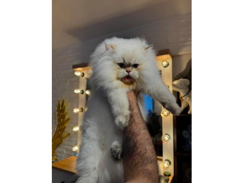 Şampiyon annenin british longhair şecereli ve çipli