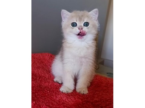 Blue golden dişi yavru british shorthair