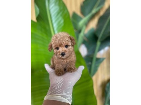 Toy poodle bebek köpekler referans yavru