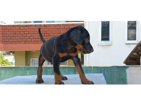 Teslime hazır doberman ilk aşısı yapıldı
