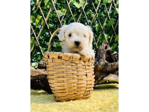 Kar beyaz ırk garantili maltese terrier yavrular