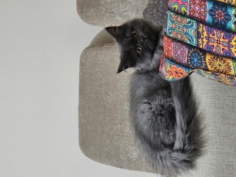 4 aylik erkek british longhair kendisi gibi ismi de yumak