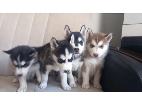 Husky bebekler
