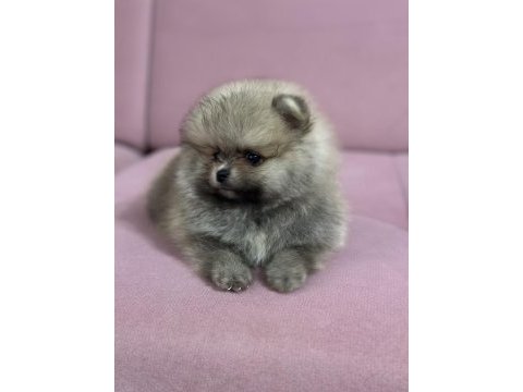 Pomeranian boo