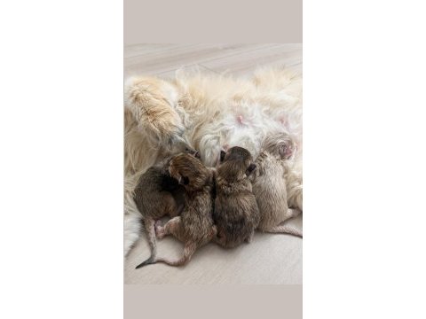 British longhair erkek yavrular
