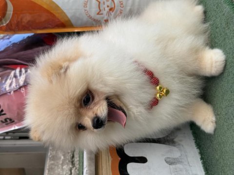 Ayı surat teacup pomeranian yavrularımız