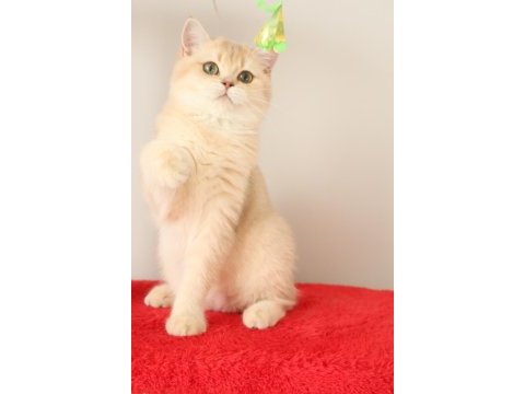 Krem rengi british longhair kızımız