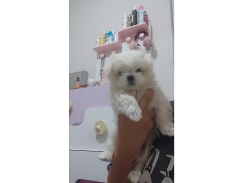 Maltese mini boy