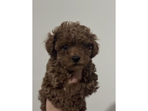 Kurabiye tadında mükemmel kalite poodle yavrular