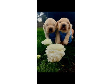 Bebek yüzlü golden retriever yavrularım
