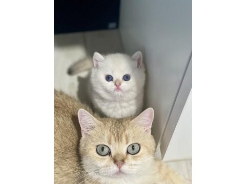 Safkan cana yakın sosyal british shorthair bebekler