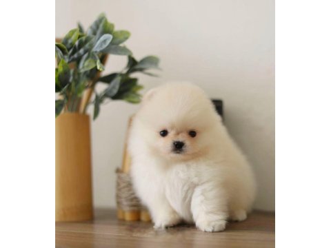 Daha iyisi yok kar beyaz ayı surat pomeranian boo!